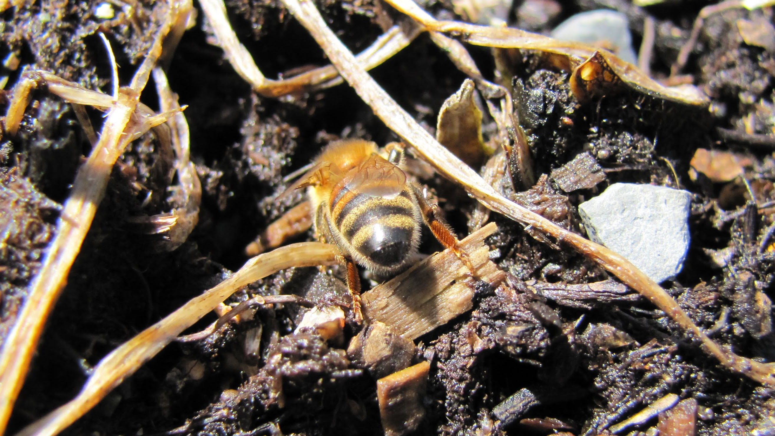 Bees attracted to urine? | Beesource Beekeeping Forums