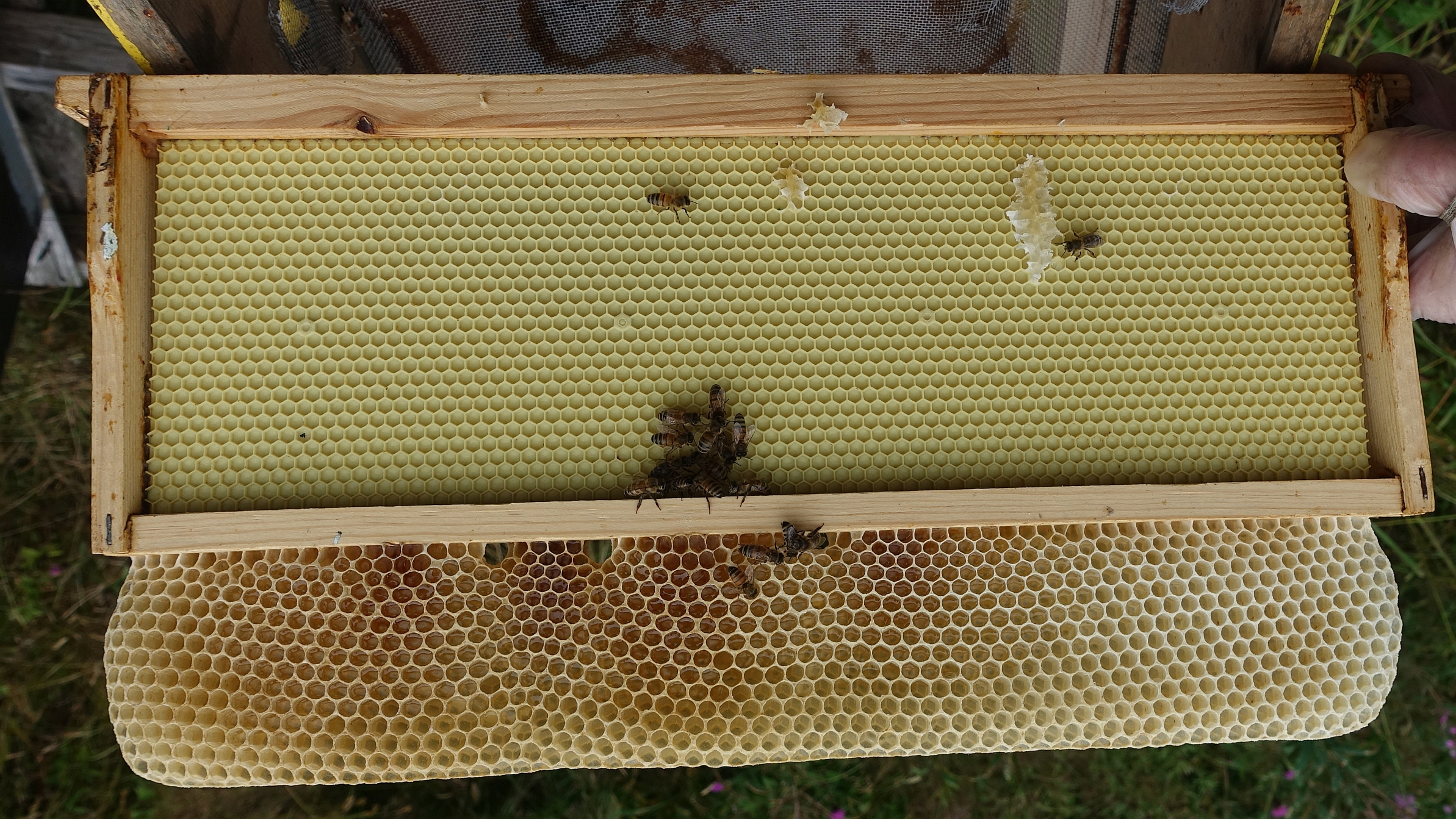 Beekeeping Foundation Sheet Bee Hive Frame Honey Comb Box Beekeeper Equip 